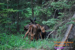 Twin Moose Calves