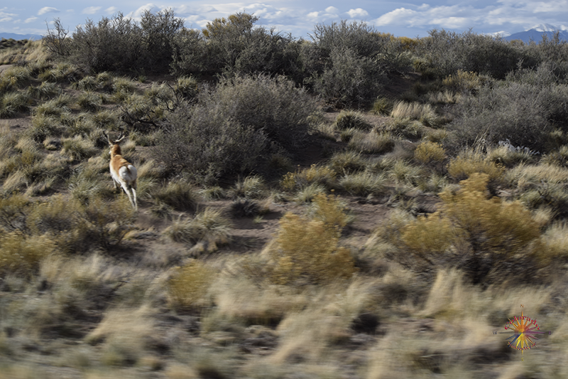 A Pronghorn erupted from the sage brush crossing the road in front me