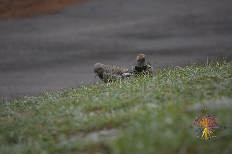 Bird Watching Photo One, on this day we spent some time with a couple of Flicker's in the yard on a spring day in nature's garden life flicker's around