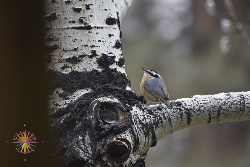 Bird Watching Photo One, on this day we spent some time with a couple of Flicker's in the yard on a spring day in nature's garden life flicker's around