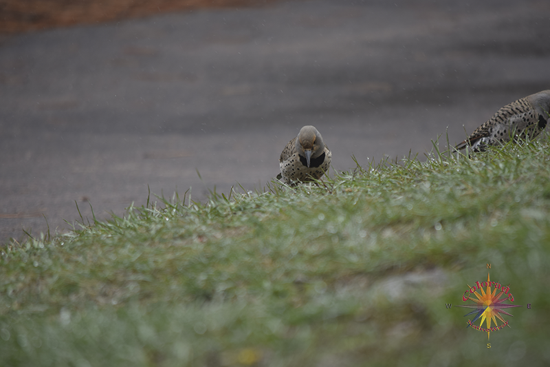 Bird Watching Photo One, on this day we spent some time with a couple of Flicker's in the yard on a spring day in nature's garden life flicker's around