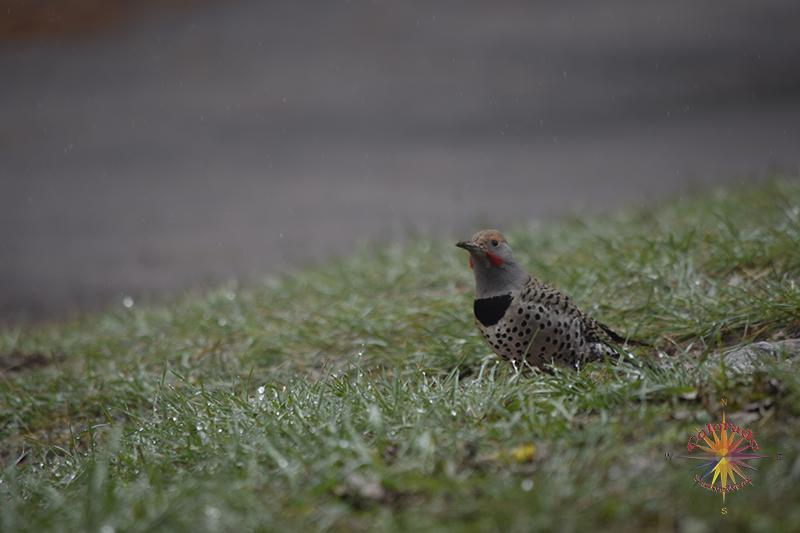 Bird Watching Photo One, on this day we spent some time with a couple of Flicker's in the yard on a spring day in nature's garden life flicker's around