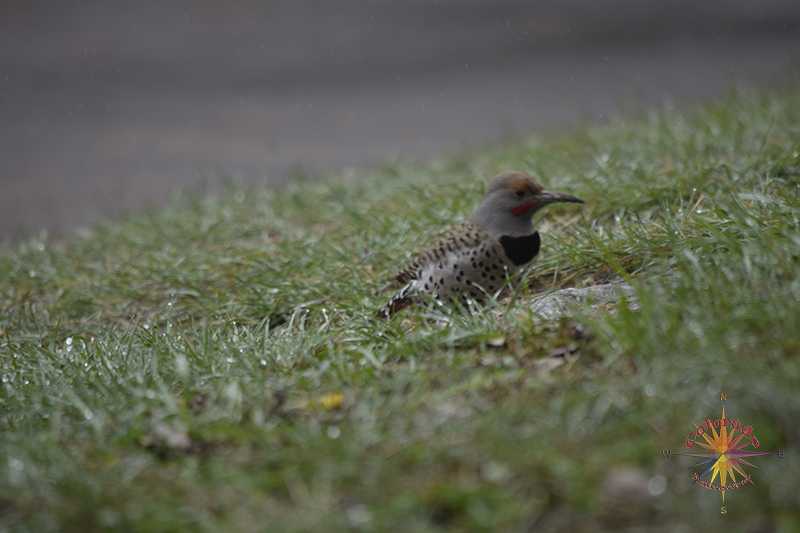 Bird Watching Photo One, on this day we spent some time with a couple of Flicker's in the yard on a spring day in nature's garden life flicker's around