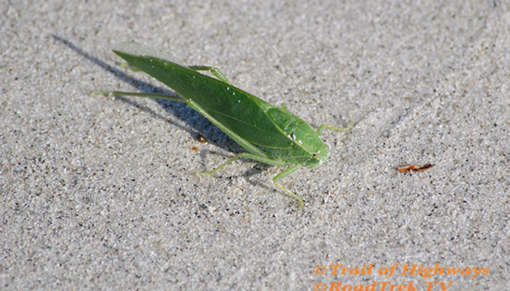 Green Insect-Beach-Lido Key-Florida-Photography-Trail of Highways-RoadTrek TV-Organic Content-Marketing-Social SEO-Travel-Media-