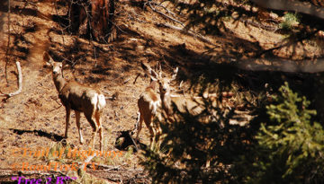 Mule Deer-Does-Colorado-Photography-Wildlife-Trail of Highways-RoadTrek TV-Organic Content-Marketing-Social SEO-Travel-Media-