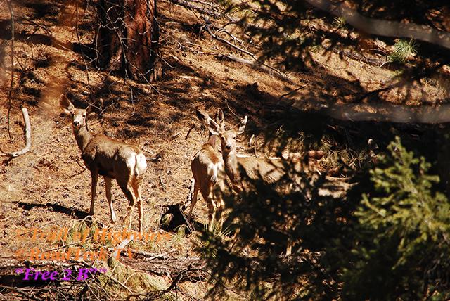 Mule Deer-Does-Colorado-Photography-Wildlife-Trail of Highways-RoadTrek TV-Organic Content-Marketing-Social SEO-Travel-Media-