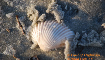 Sea Shell-Art-Nature-Georgia-St Simons Island-Trail of Highways-RoadTrek TV-Organic Content-Marketing-Social SEO-Travel-Media-