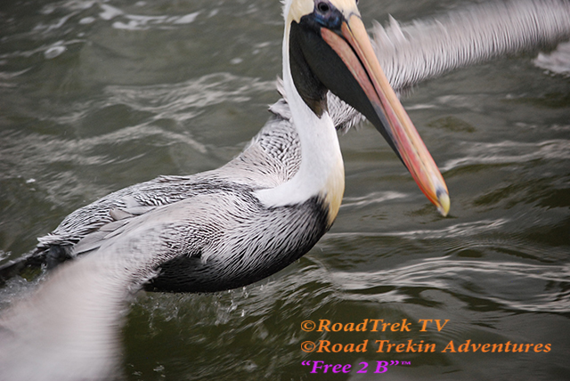 Brown Pelican-flying-Georgia-Lady Jane-Shrimp Boat-Trail of Highways-RoadTrek TV-Organic Content-Marketing-Social SEO-Travel-Media-