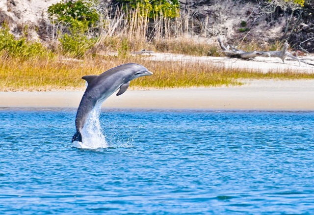 Dolphin and Bird Watching Adventures St. Augustine ECO Tours
