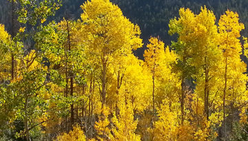 Aspen Trees-Fall-Rocky Mountain National Park-Grand Lake-Colorado-Trail of Highways-RoadTrek TV-Get Lost in America-Organic-Content-Marketing-Social-Media-Travel-Tom Ski-Skibowski-Social SEO-Photography