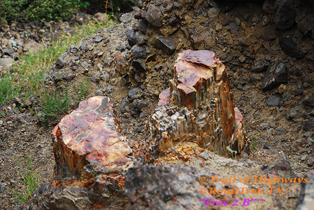 Petrified Tree-Gallatin National Forest-RoadTrek TV-Trail of Highways-Get Lost in America-Travel Media-