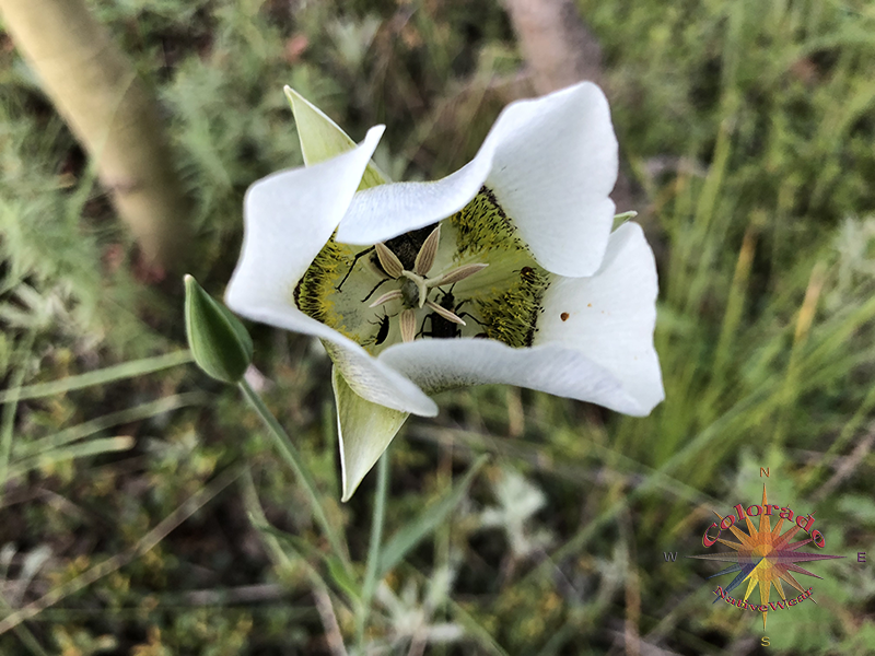 Mariposa, in the Audubon Book, I found only desert version known as a Tulip, in the Rockies known as Lilies. Roosevelt National Park Colorado