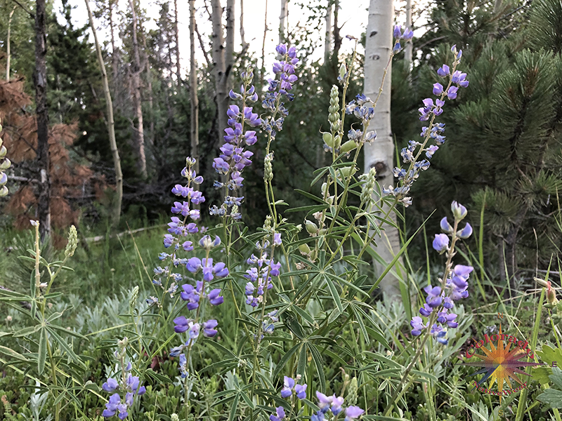 Lupine is in most alpine meadows, in two varieties I have noticed Blue Pod Lupine and Coulter's Lupine. Beautiful blue and purple wildflower, in Roosevelt National Forest Colorado