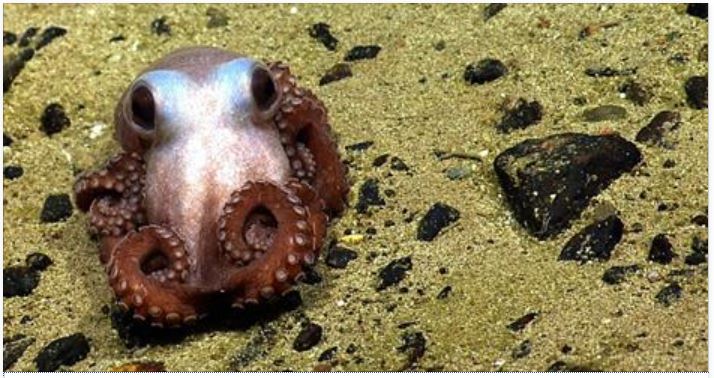 Celebrate the octopus with these incredible photos: https://www.thedodo.com/octopus-photos-real-1286006656.html Octopuses are highly intelligent. They can squeeze their bodies into tiny spaces and confuse both predators and prey with ink clouds! Read about octopuses using tools here: http://www.wired.com/2009/12/octopus-tools/... See More