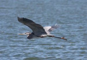 20121108 great blue heron
