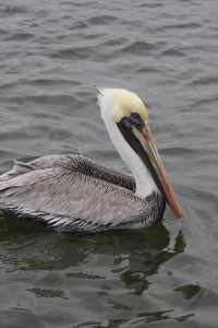 20121229 brown pelican