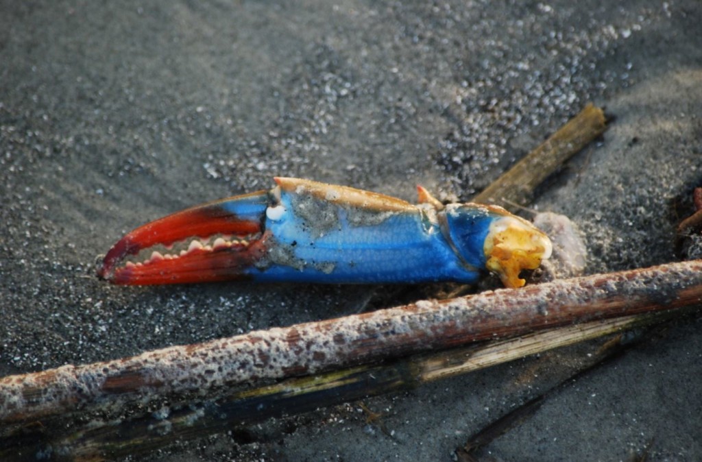 Blue Crab Claw-Art-Trail of Highways-Photography-Aluminum-Outdoor-Scenic Travel-RoadTrek TV-