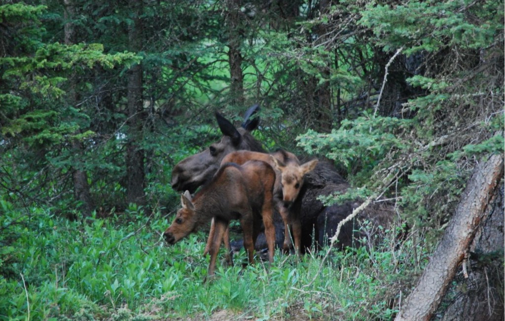 Moose Calves 2