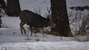 Woodland Park-Colorado-Mule Deer-Buck-November 29-2015-Trail of Highways-RoadTrek TV-Get Lost in America-Content Marketing-Social Media-Branding-Travel-Media-4