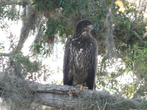 baby-bald-eagle