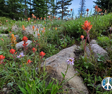 Wildflowers are in full bloom and carpet the forest floor, Paint Brushes here on the mountain side