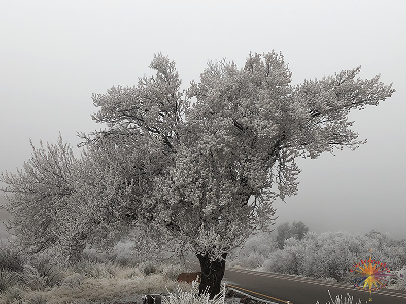 Frost Creates artist aspect to a tree, on Frosty spring morning in Garden of the Gods, Colorado