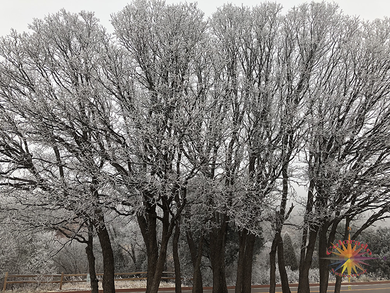 Stand of trees in dawn's frost in Garden of the Gods, Colorado Springs Colorado