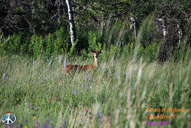 Felix Canyon, Bozeman Montana Photo Essay One • Trail of Highways