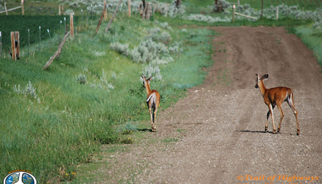 Montana-Backroads-Spring-Birdwatching-Trail of Highways-RoadTrek TV-Social SEO-Organic-Content Marketing-Tom Ski-Skibowski-Photography-Travel-Media-33