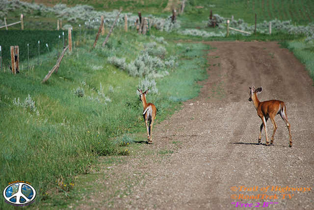 Montana-Backroads-Spring-Birdwatching-Trail of Highways-RoadTrek TV-Social SEO-Organic-Content Marketing-Tom Ski-Skibowski-Photography-Travel-Media-33
