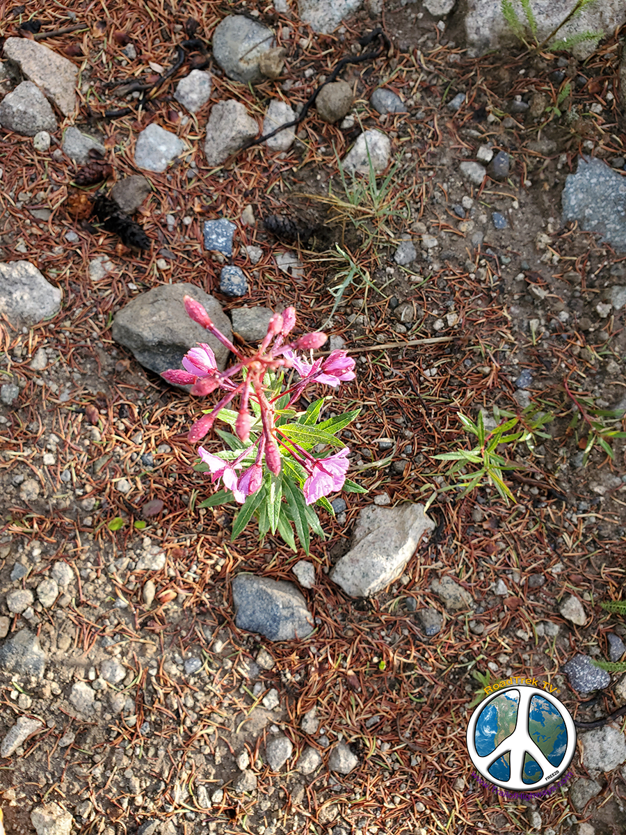 Wildflowers on and along the trail to the pass