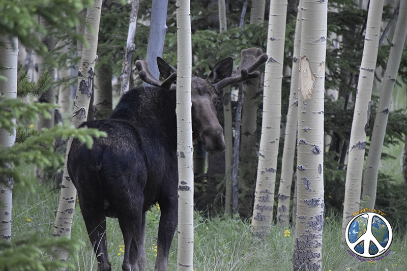 Bull Moose and I had an intermediate conversation about life and state of the environment this morning, he's very upset at our government and how they take care of his home 