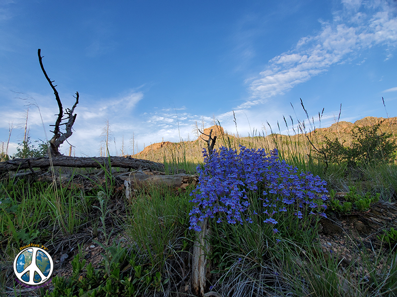 Wildflowers and mountains offer beautiful panoramas
