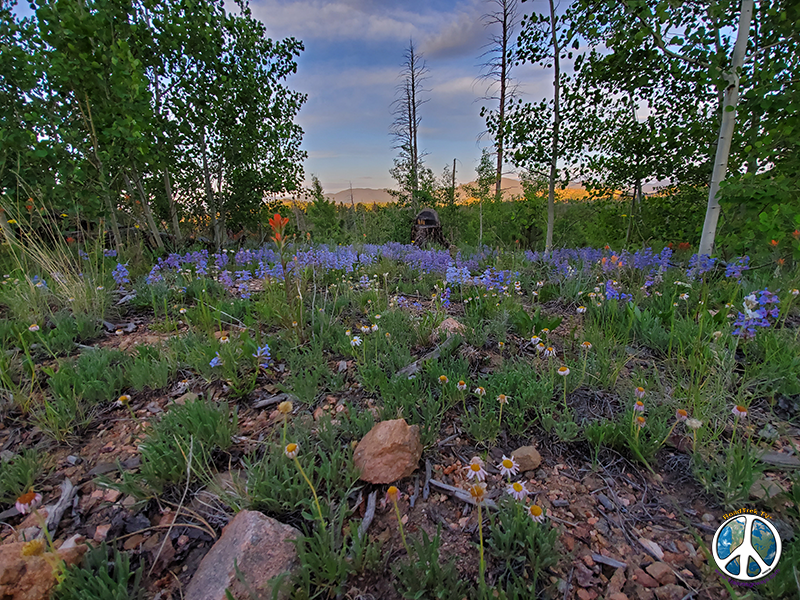 Purple Wildflowers blanket the forest floor for miles