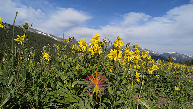 Boreas Pass sunflowers rocky mountains