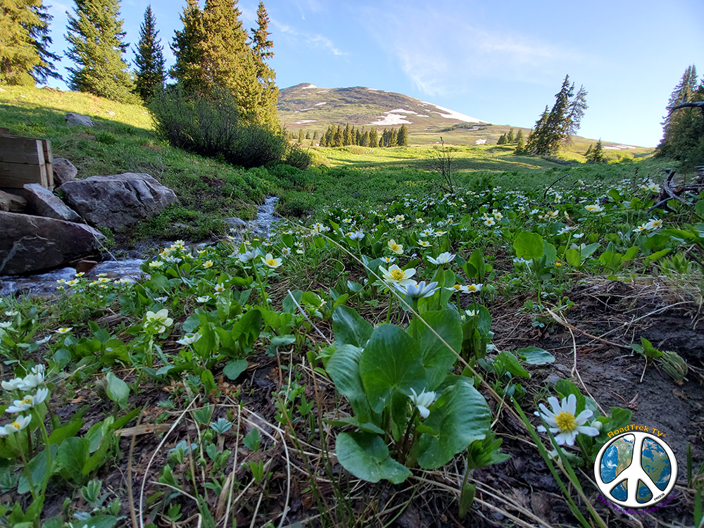 Patches of wildflowers to brighten the morning in Black Powder Pass Similitude-2-4