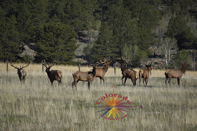 Bison Pass from Ute Creek Trail Moderately Hard Hike • Trail of Highways