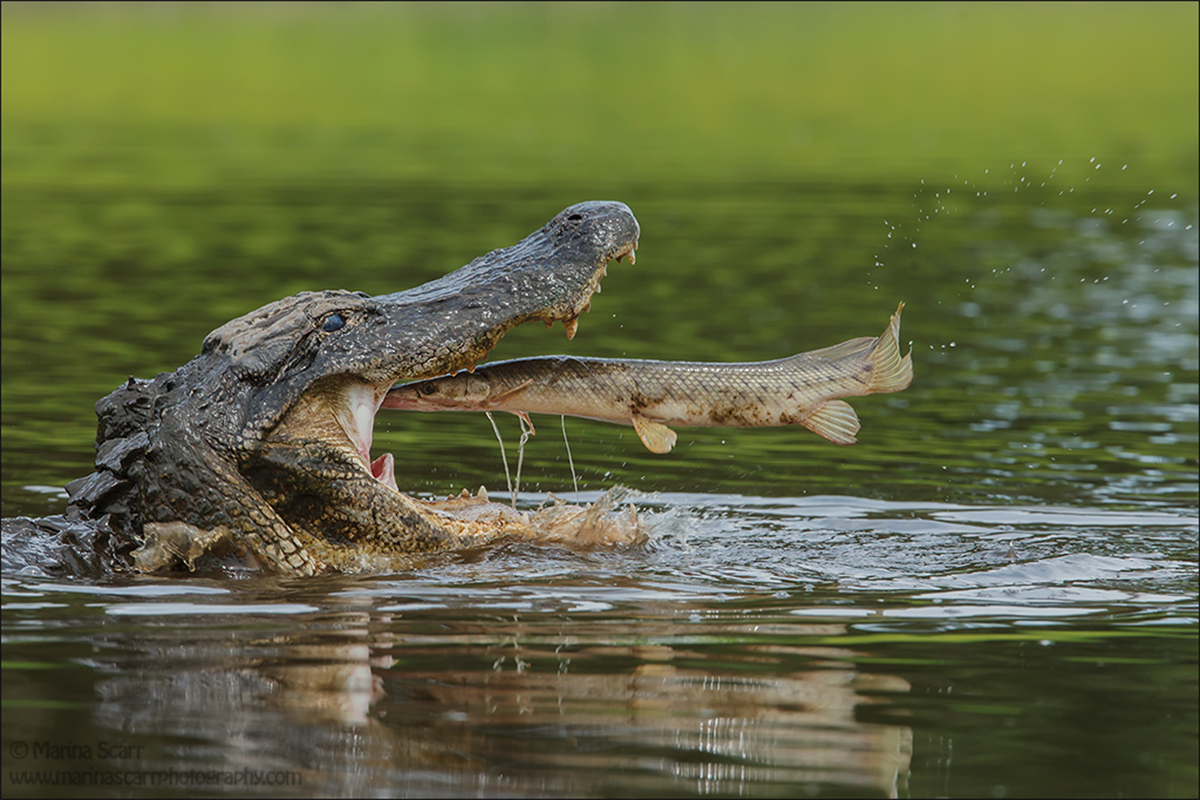 Late for Dinner the rushes to be dinner for a hungry alligator