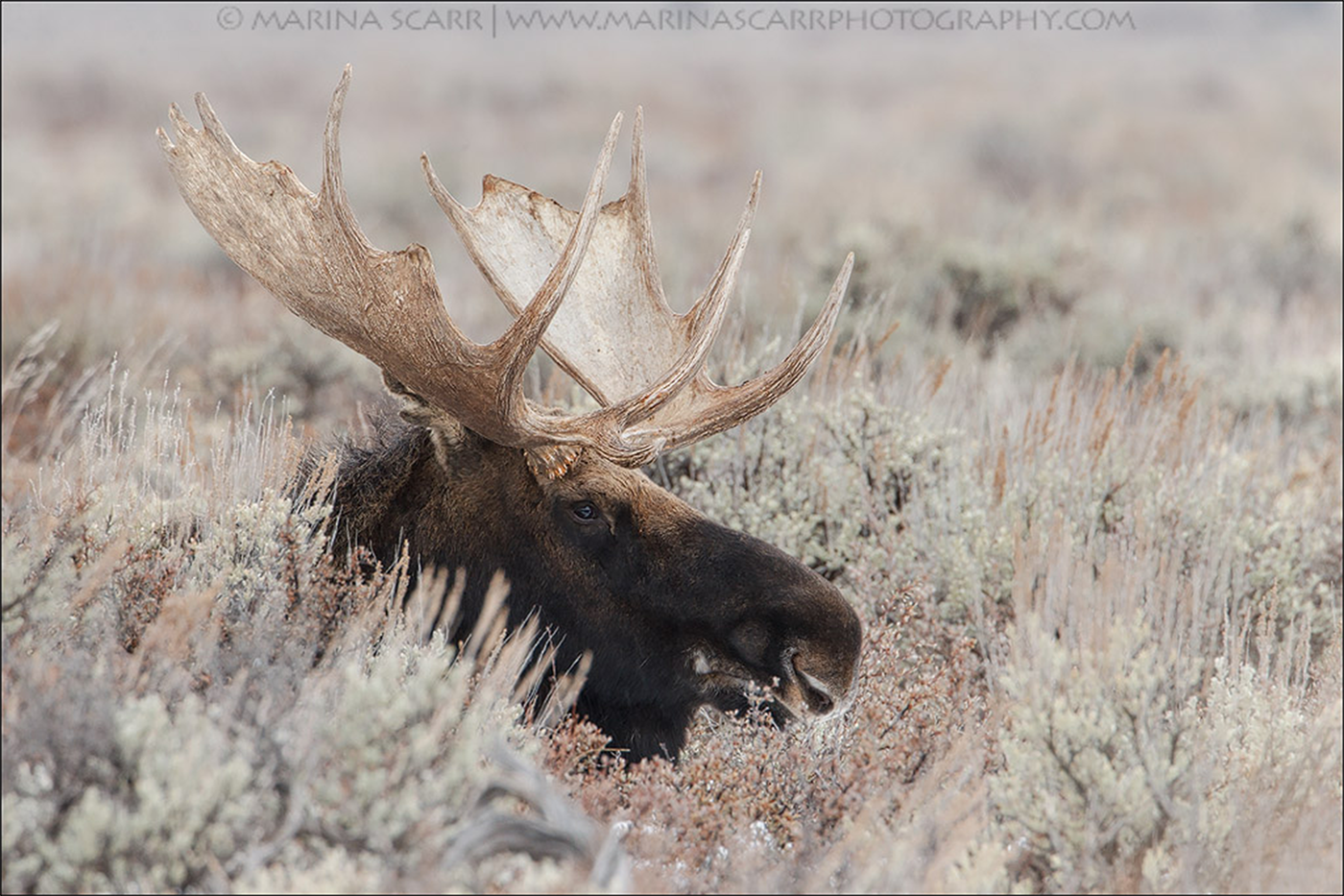 Tetons Royalty, Bull Moose in Sage in the Tetons Valley along the Snake River in Wyoming on frosty morning photo shot by Marina Scarr