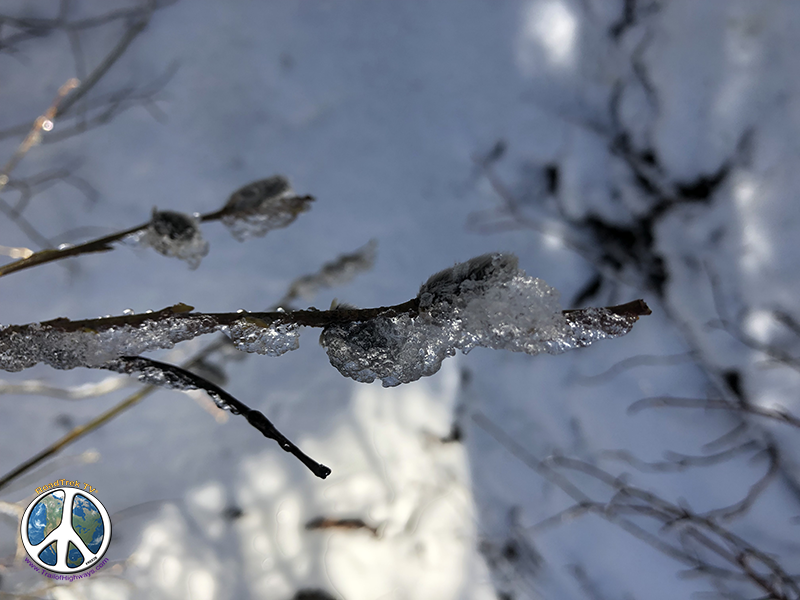Water droplets frozen on willow along trail