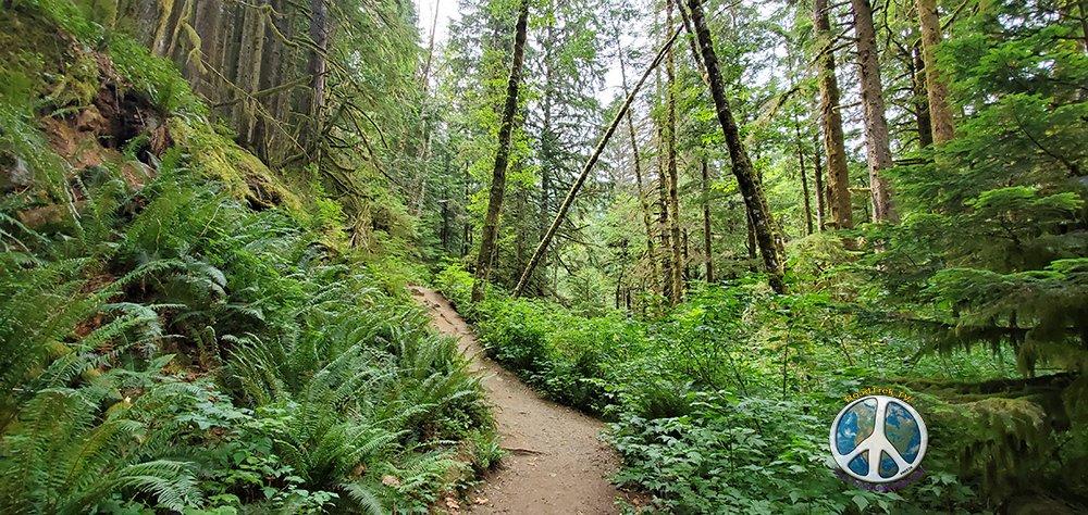 Heading up into the forest along Boulder Creek