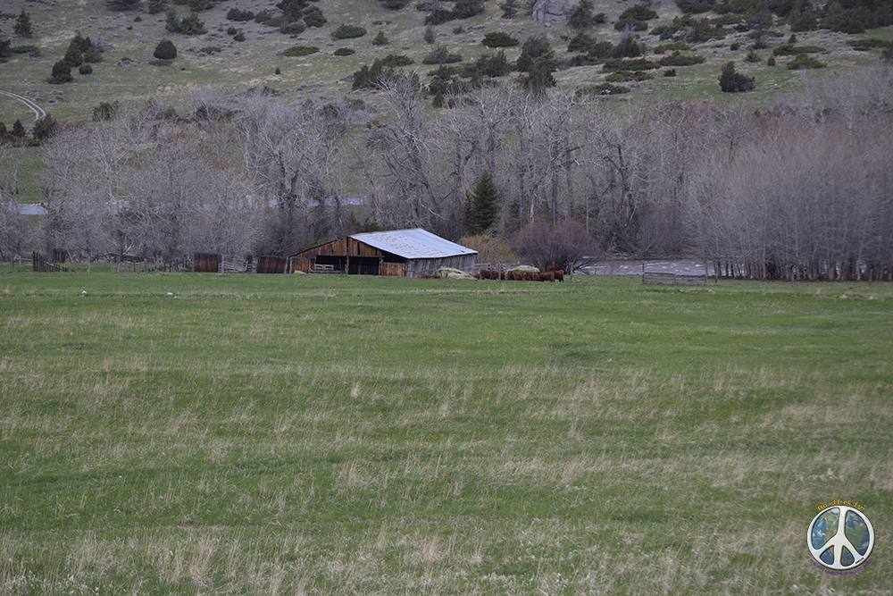 Cool old barn in a field of spring green on a blustery morning