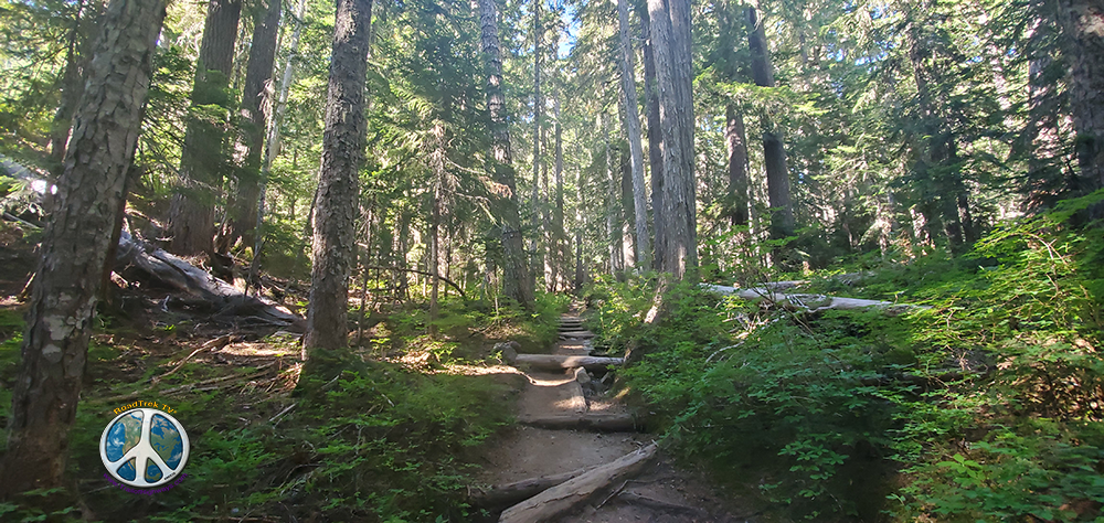 Trail begin to start its climb to Summerland Meadow