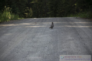 Grouse on a forest service road while out for a look around in Montana