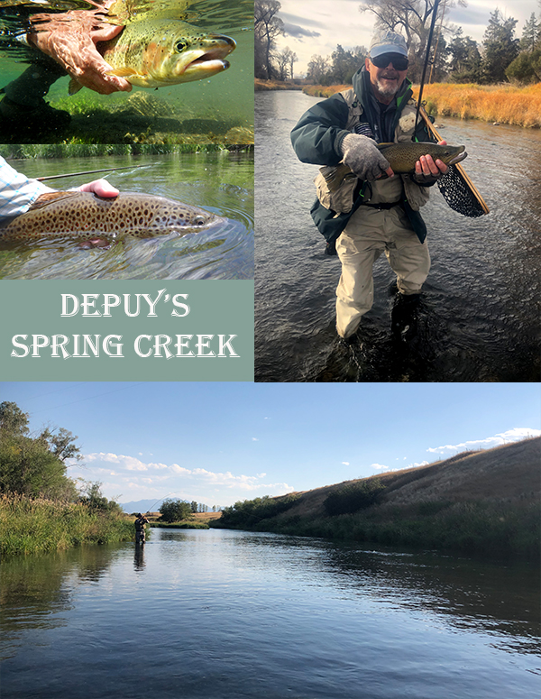 Montana spring creek guided trip